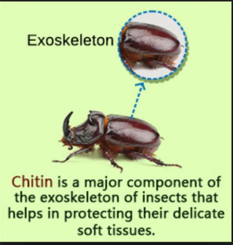 Chitin | Definition, Structure, Function & Examples