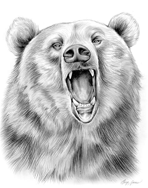 Grizzly Bear in Graphite Pencil by gregchapin on DeviantArt