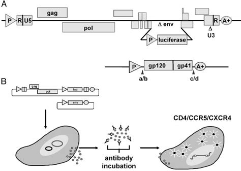 Antibodies, Neutralizing | Semantic Scholar