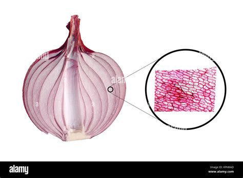 Onion Cells Under Microscope Lpo