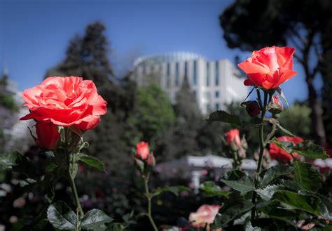 Peace Rose Garden - Orchard View Color