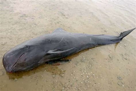 Hunger, disorientation blamed for pilot whale mass stranding in ...