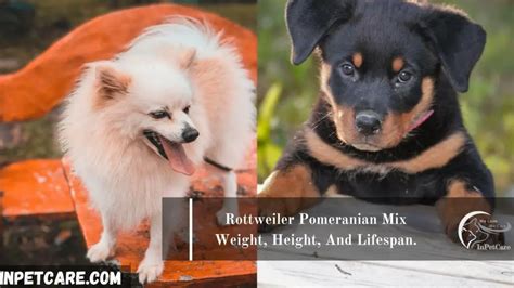 Rottweiler Pomeranian Mix: A Complete Guide (With Pictures)