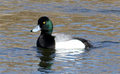 GREATER SCAUP – Birds of Nebraska – Online