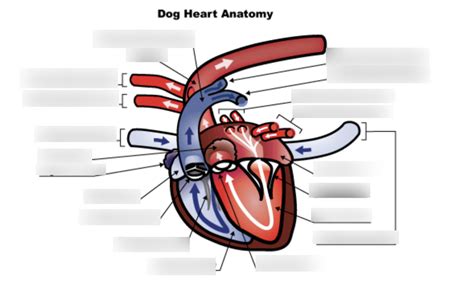 17 - Heart Anatomy Diagram | Quizlet