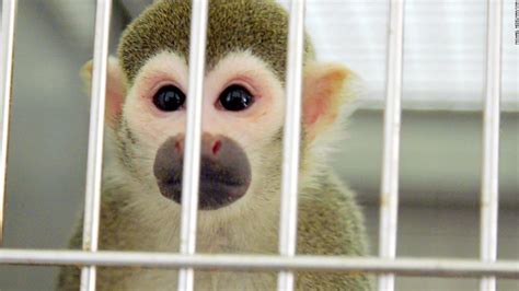 FDA research monkeys retire at Florida animal sanctuary - CNN