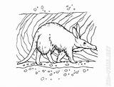 Aardvark Coloring Book Page  Home sketch template