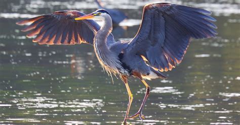 De Reiger Verjagen: Zo Bescherm Jij Jouw Vissen (Én Vijver)