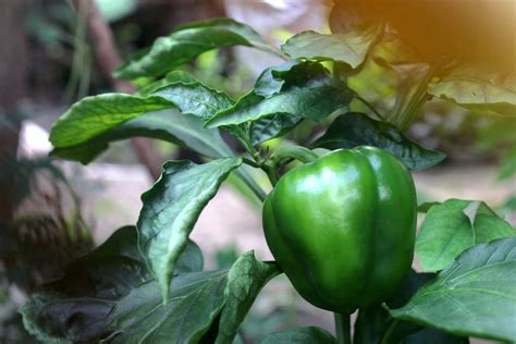 Bell Pepper Growing Tips, Techniques, Ideas, Secrets | Gardening Tips