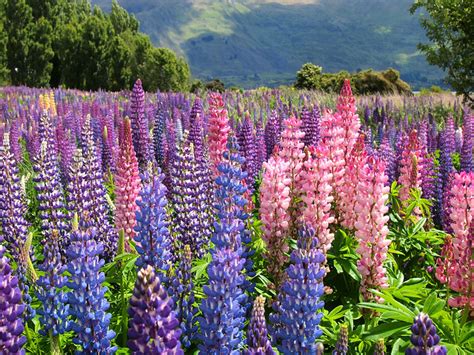 Photo Guide: Where to Find Lupins in New Zealand