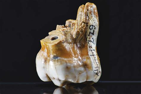 2019 Preview: Teeth will reveal our species’ deep evolutionary past ...