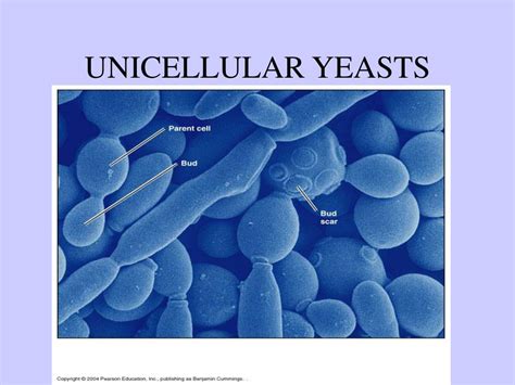 PPT - THE FUNGI PowerPoint Presentation, free download - ID:331269