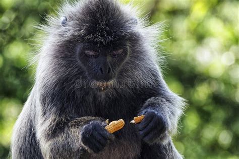 Monkey eating peanut stock image. Image of life, wildlife - 7655421