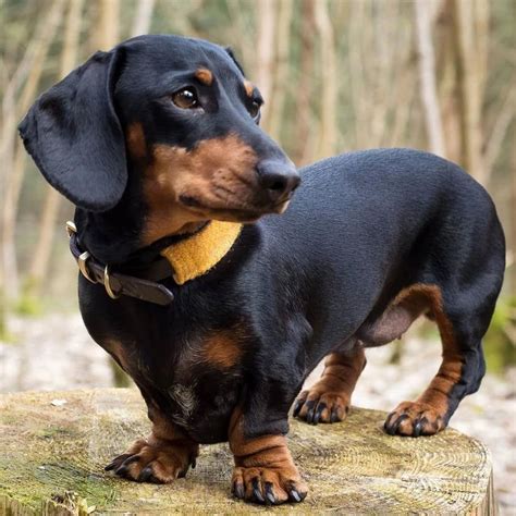 Discover The Spunky Daschund Puppy Health #daschundappreciation #daschundgram #DachshundPuppy ...