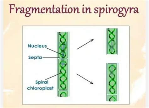 Blissful Earth: fragmentation ,regeneration ,spore formation class X (asexual reproduction)