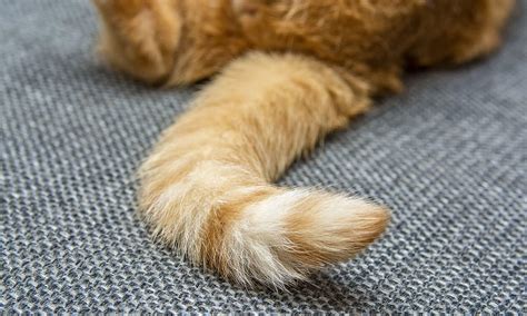 What is Stud Tail in Cats? | Zoetis Petcare