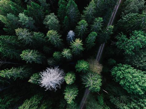 Using Drones to Classify Forest Tree Species | Drone Below