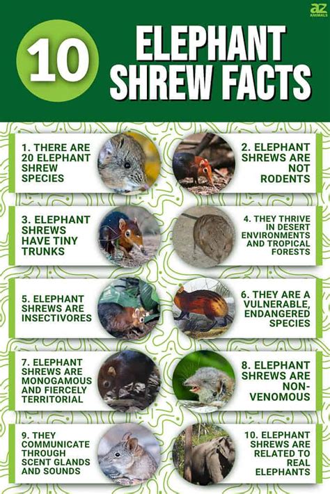 10 Incredible Elephant Shrew Facts - A-Z Animals