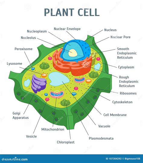 Cytoskeleton In A Cell Diagram