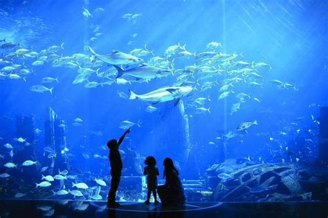 The Largest Natural Seawater (NSW, Sea Water) Aquarium in the World ...