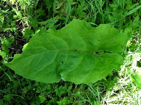 Common Burdock, Lesser Burdock, Arctium minus, Arctinum lappa.