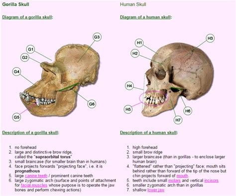 Gorilla Skull Vs Human Skull