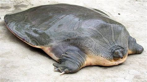 Softshell turtle (SMOOTH BOY) | Turtle day, World turtle day, Endangered turtles