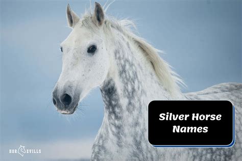 300+ Silver Horse Names: Reveal Your Equine's Perfect Match