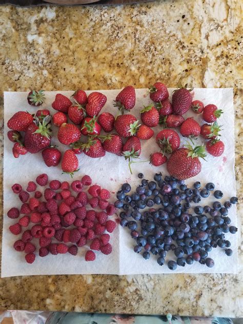 Today's berry harvest! Proud of our little backyard! : r/Homesteading