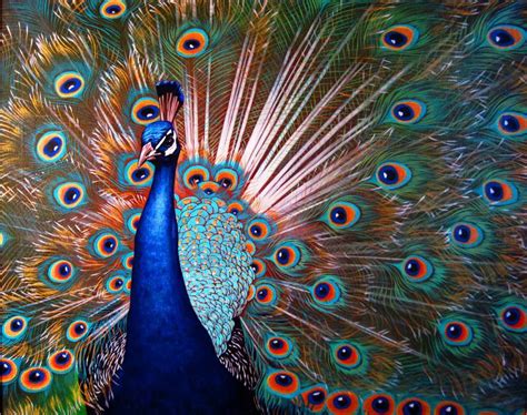 Colorful peacock Painting by Andriy Pistun | Saatchi Art