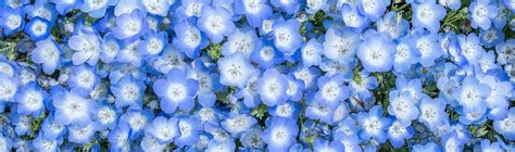 Nemophila Seeds, Baby Blue Eyes | American Meadows