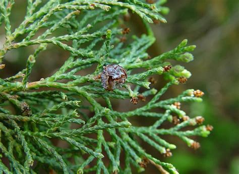 Family: Cupressaceae (cypress family): Go Botany