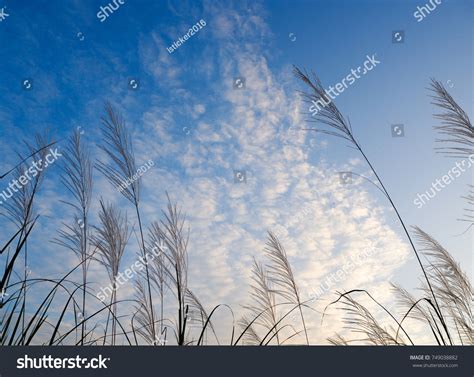 Beautiful Meadow Landscape Sunset Background Stock Photo 749038882 ...