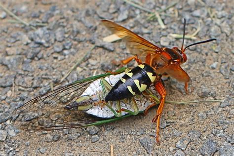 6 Worst Stinging Pests in Raleigh