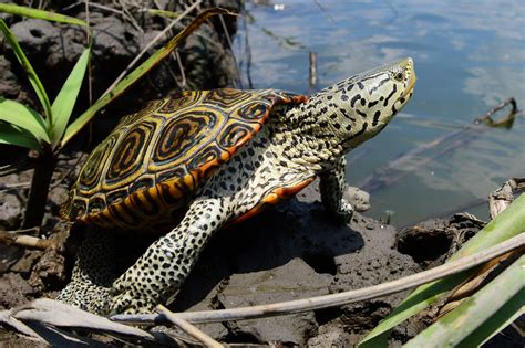 Diamond-backed Terrapin | South Carolina Partners in Amphibian and ...