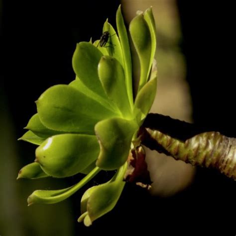 Botanical garden , Blanes, Spain on Behance