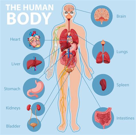 The Human Body, Human Body Internal Parts, Human Body Organ System ...