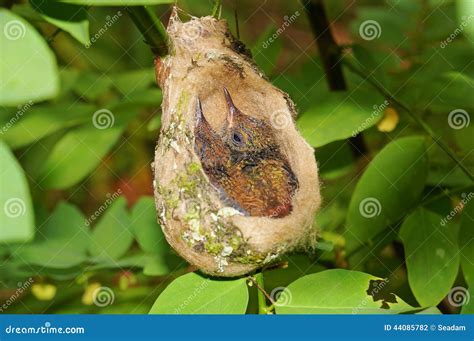 Two Babies Rufous-tailed Hummingbird In Nest Stock Photo - Image: 44085782