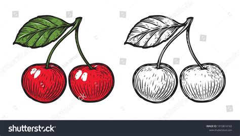 Sketch Cherry Fruit Vector Isolated On Stock Vector (Royalty Free ...