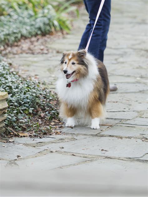 Shetland Sheepdog Training, Temperament, & More | TrainPetDog