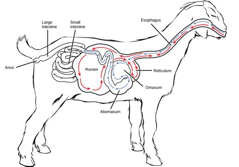 Digestive Systems | Biology for Majors II