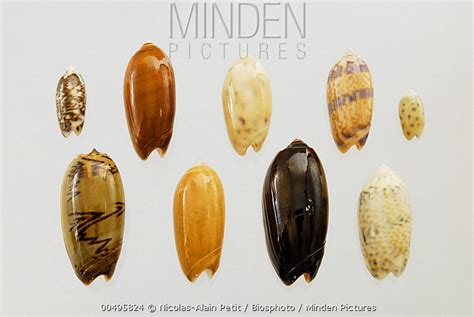 Olive Shell stock photo - Minden Pictures