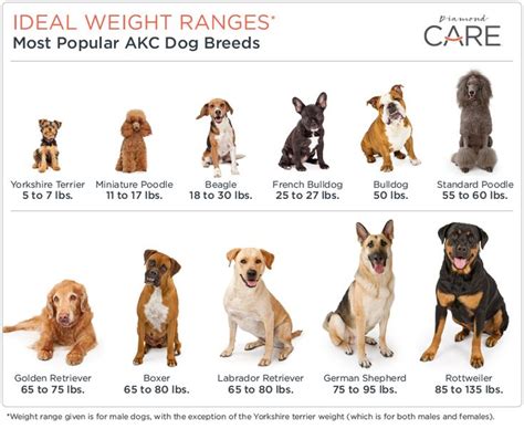 Ideal Weight Ranges for Popular Dog Breeds | Dog breeds medium, Popular dog breeds, Akc dog breeds