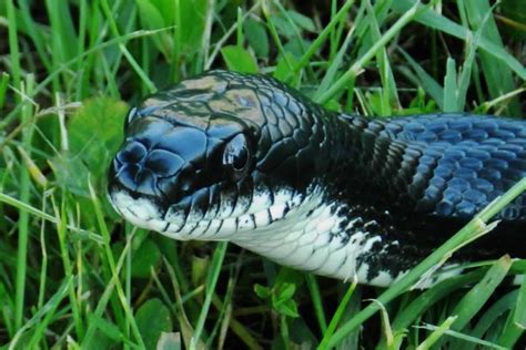 10 Non-Venomous Snakes - Depth World