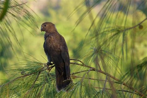 13 Wild Animals in Seychelles [Wildlife in Seychelles] - Kevmrc