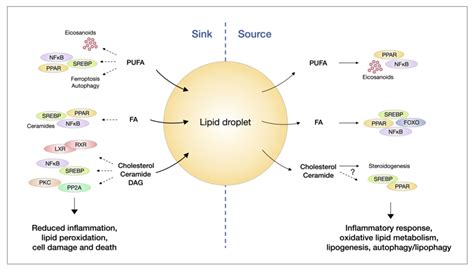 Lipid droplets and lipid signalling pathways. In principle, lipid ...