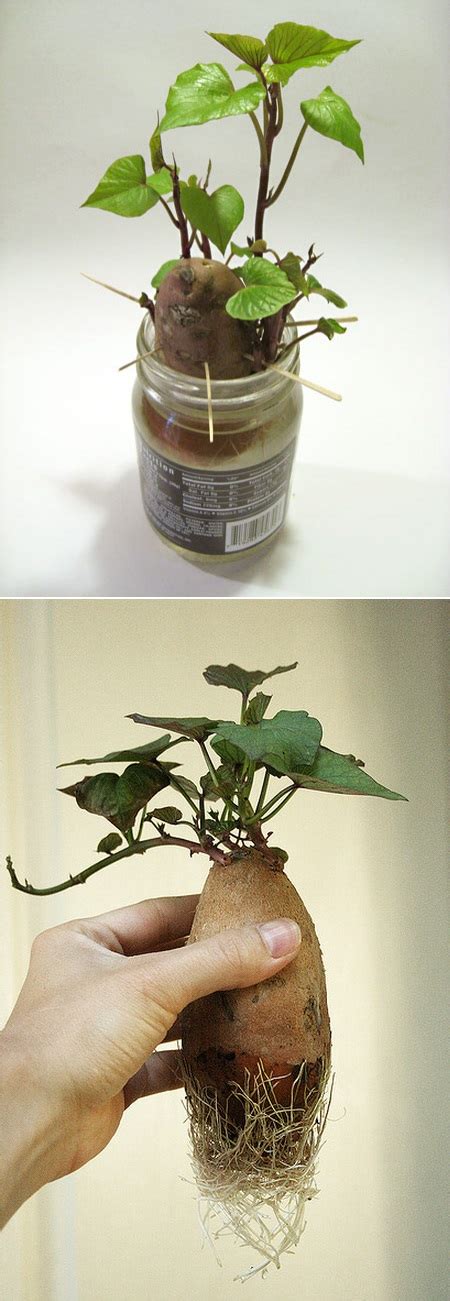 how to grow sweet potato plants