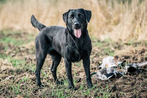 Labrador Retriever Dog Breed » Information, Pictures, & More