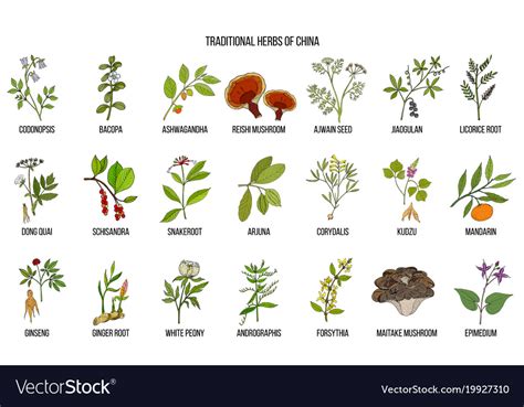 Chinese traditional medicinal herbs Royalty Free Vector