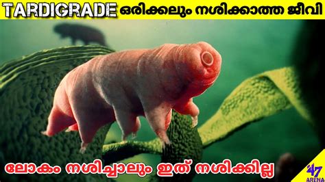 Tardigrades Facts Malayalam | This Animal Can Survive in Space! | Rare Creatures | 47 ARENA ...